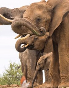 Luxury safaris in Madikwe