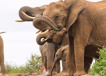 Madikwe thumbnail