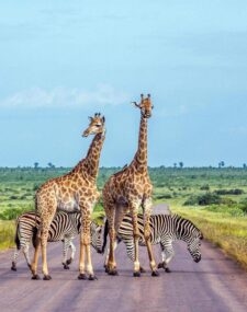 Friends and Family Luxury Southern Africa Adventure Tour