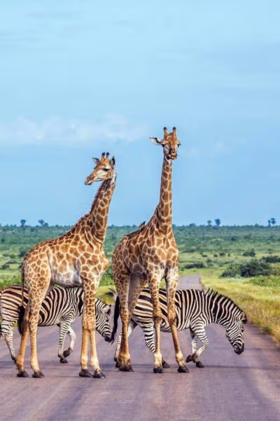 Friends and Family Luxury Southern Africa Adventure Tour
