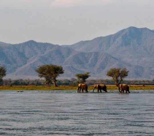 Elephants wading through the Zambezi river in Zimbabwe