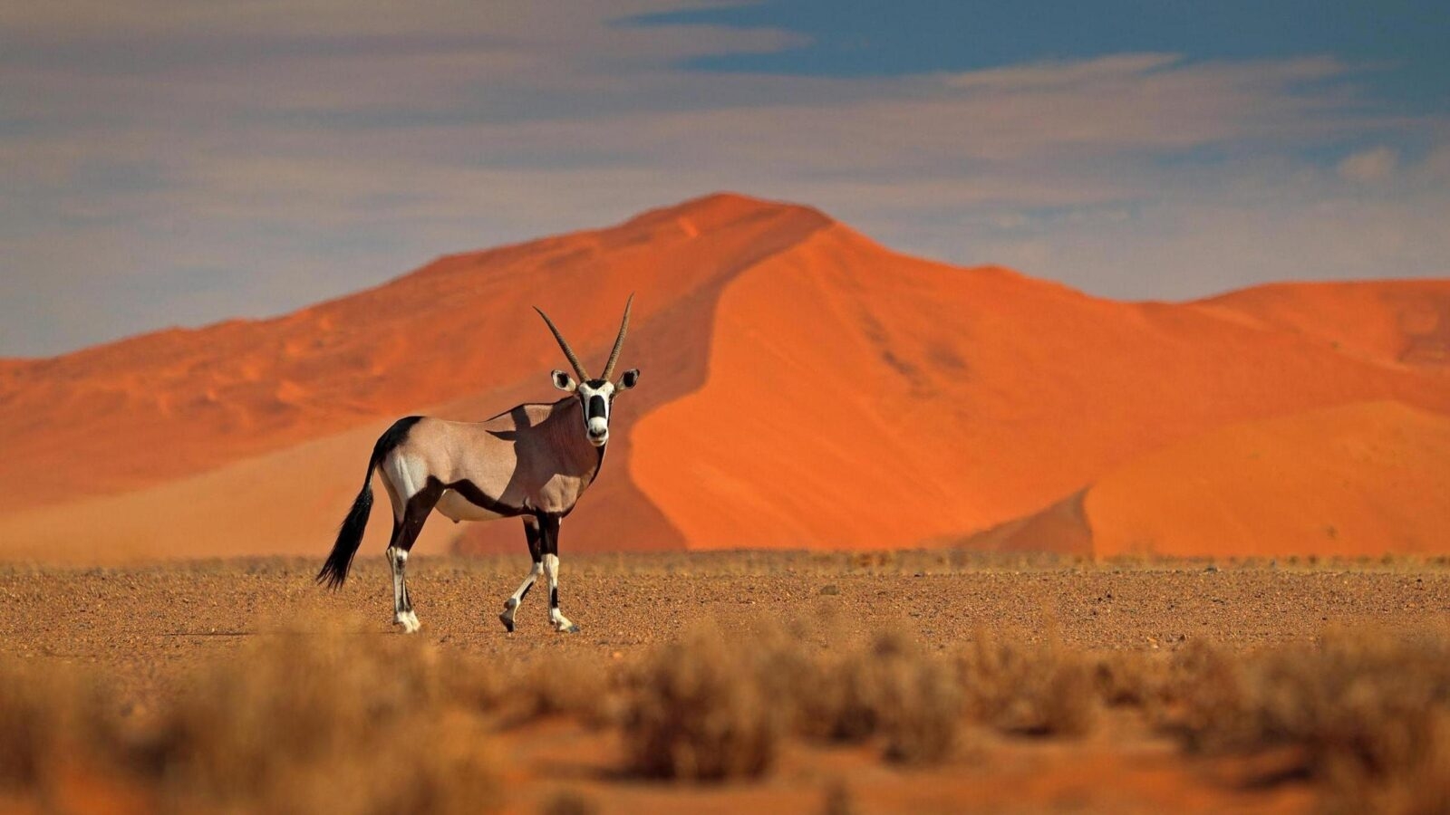 Gemsbok with orange sand dune evening sunset in Namibia