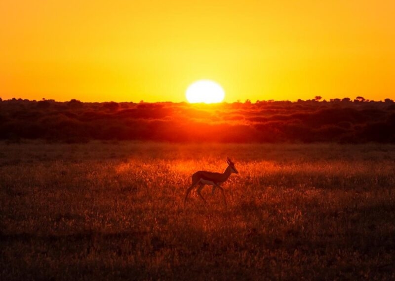 A springbok in the Central Kalahari Game Reserve
