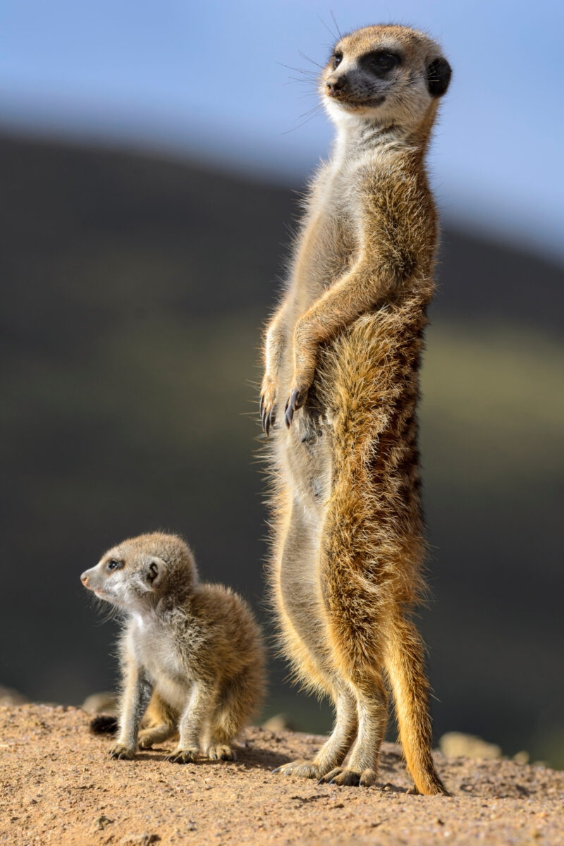 Meerkats in the Kalahari desert
