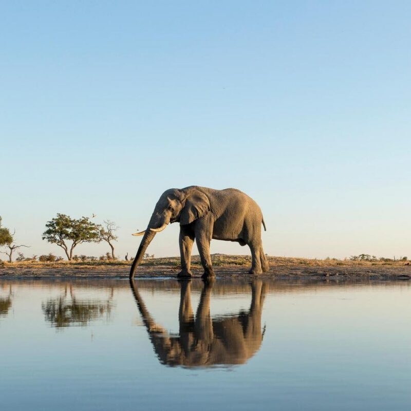 An elephant reflected in the water