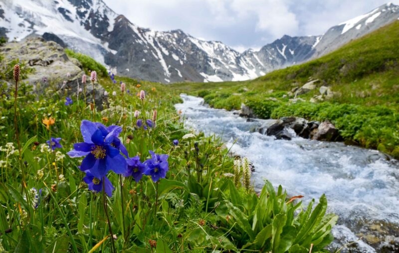 Blue columbine flowers near a mountain river, showing the natural beauty of luxury Mongolia trips.