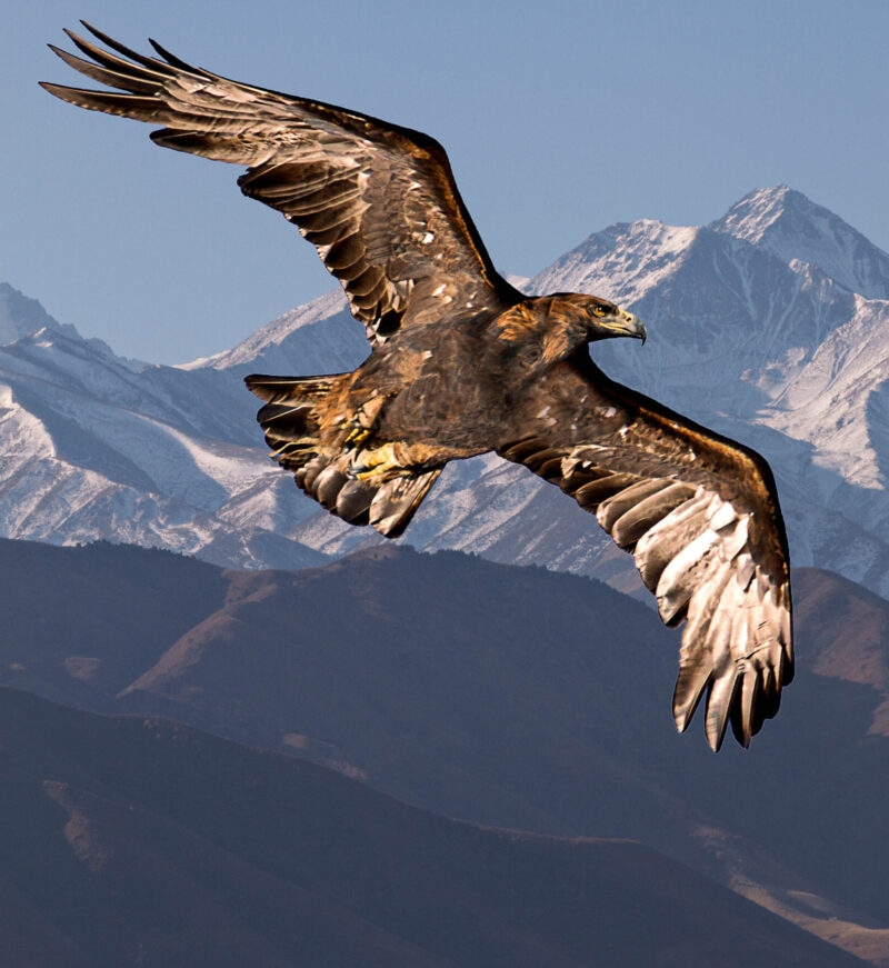 A golden eagle soaring in front of snowy mountains, a wildlife highlight of luxury Mongolia tours.