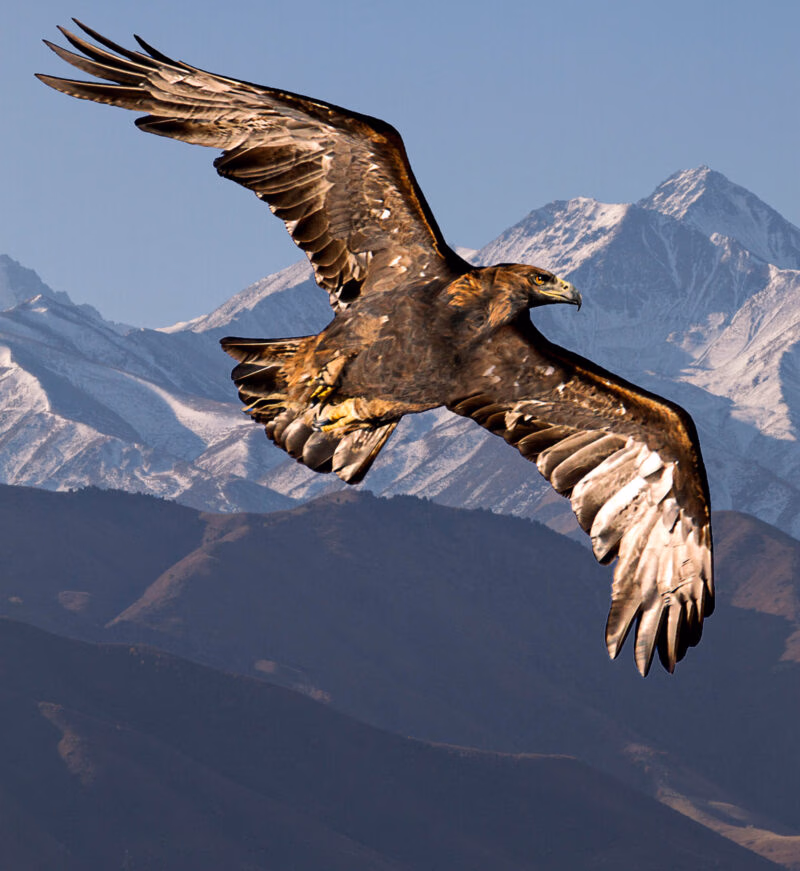 A golden eagle soaring in front of snowy mountains, a wildlife highlight of luxury Mongolia tours.