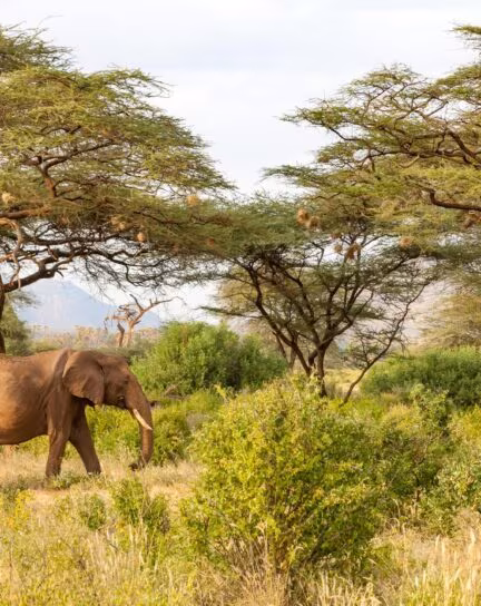 The Top 6 National Parks in Zimbabwe