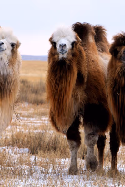 A Family Adventure in Mongolia
