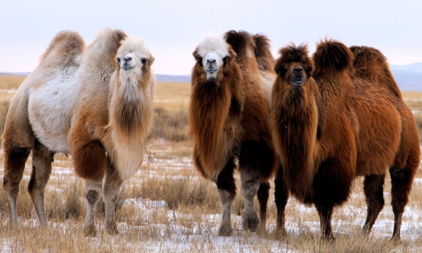 A Family Adventure in Mongolia