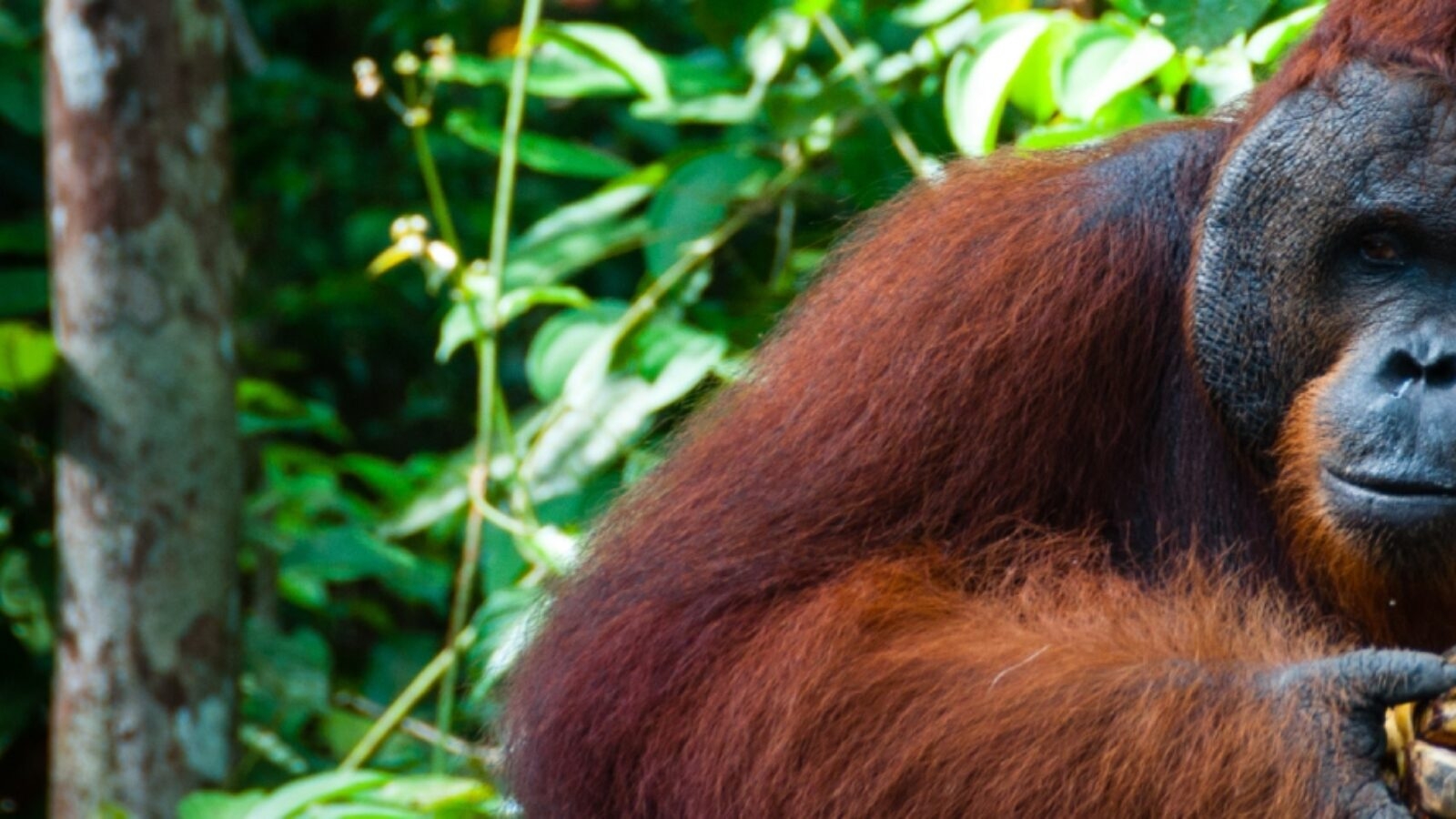 A close-up of a wild orangutan in a lush green rainforest during luxury Asia grand tour vacations.