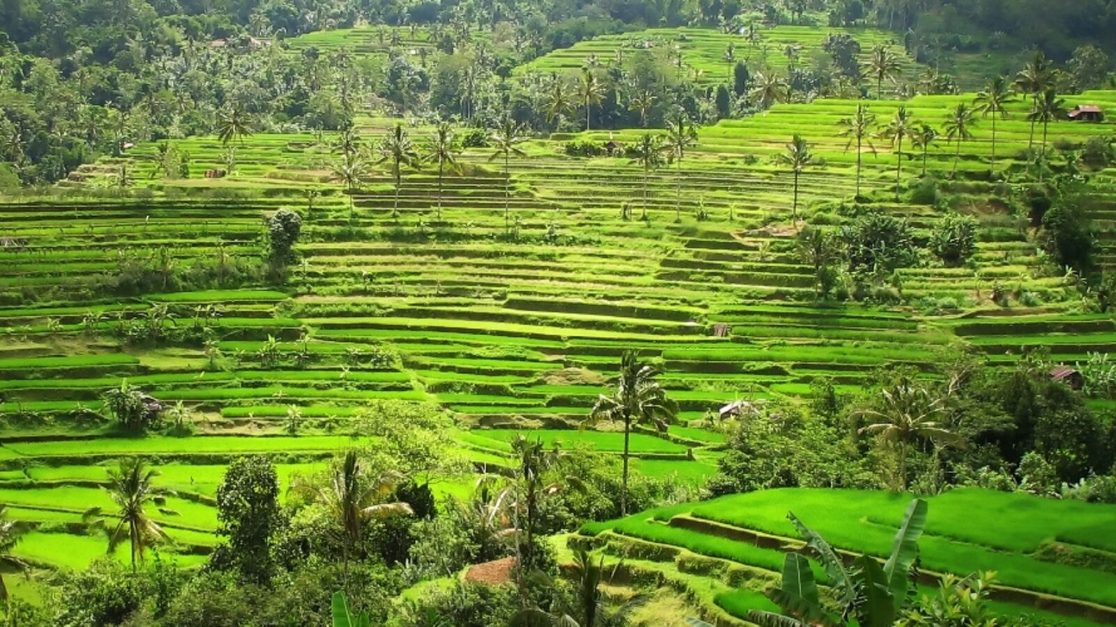 Vibrant green terraced rice paddies and palm trees on luxury Asia grand tour holidays.