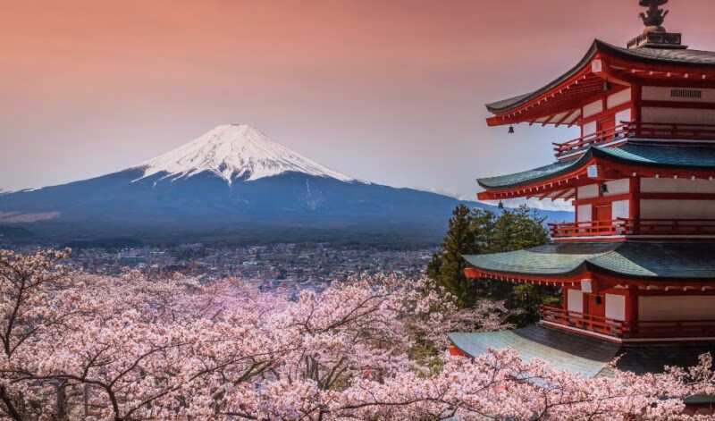 The red Chureito Pagoda and Mount Fuji surrounded by cherry blossoms on luxury Asia grand tour vacations.