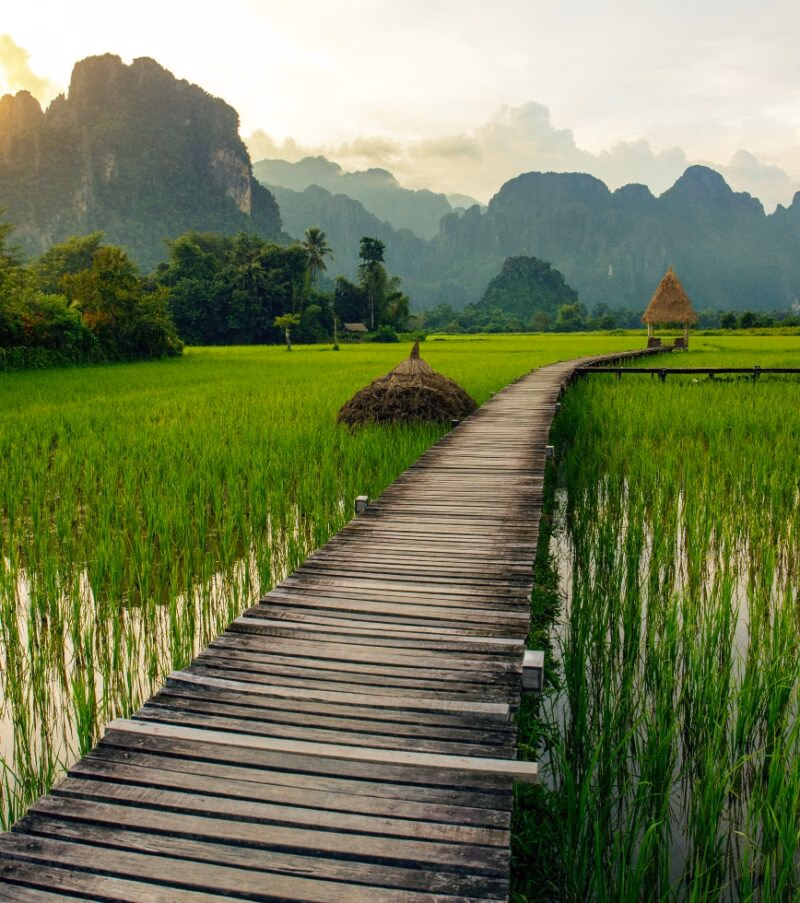 A long wooden walkway over a lush green rice field with misty mountains during luxury Asia grand tours.