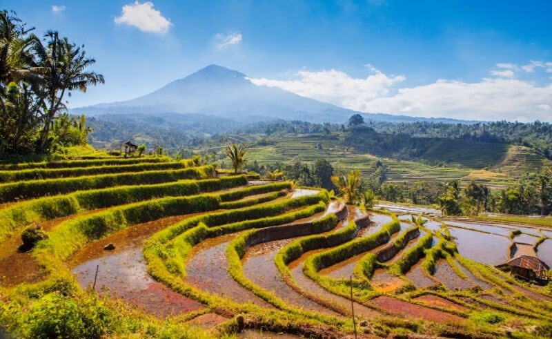 Terraced green rice fields in Bali with a large volcano in the background on luxury Asia grand tour holidays.