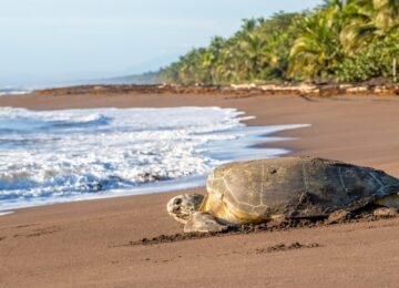 Tortuguero thumbnail