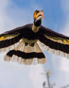An Indian Wildlife Adventure