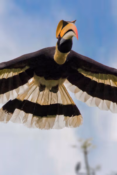 An Indian Wildlife Adventure