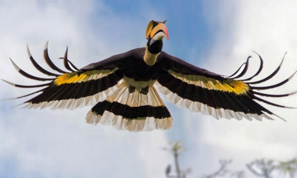 An Indian Wildlife Adventure