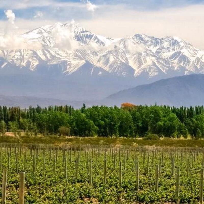 Vineyard near Mendoza, Argentina