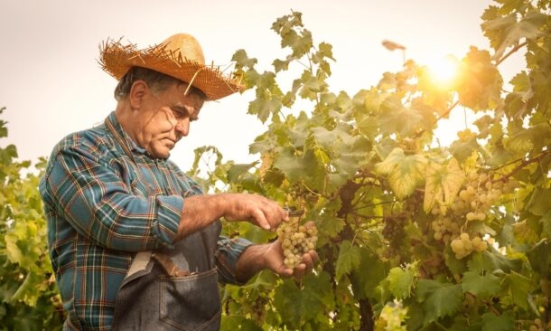A man in a straw hat picking white grapes from a vine during a bright, sunny day.
