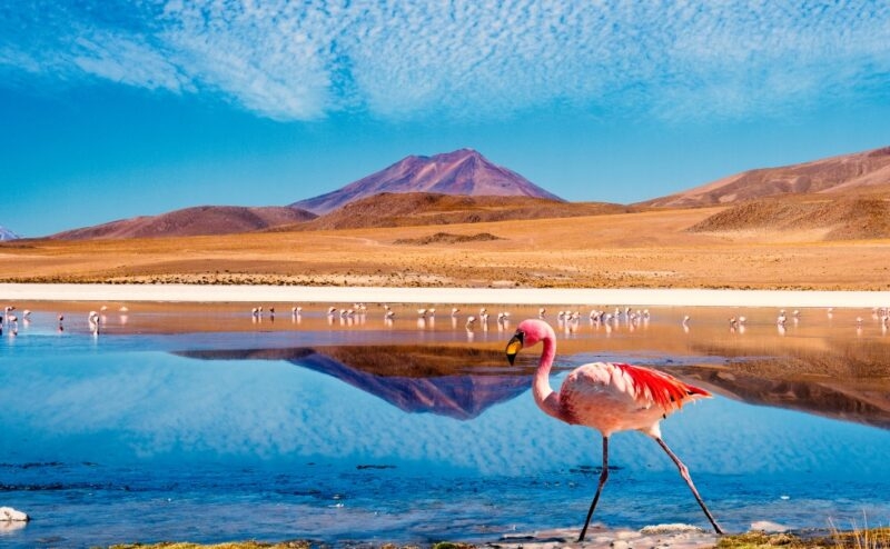 Laguna at the "Ruta de las Joyas altoandinas" in Bolivia with pink flamingo walking through the scene