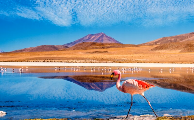Laguna at the "Ruta de las Joyas altoandinas" in Bolivia with pink flamingo walking through the scene