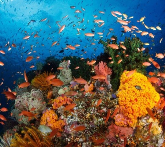 Snorkelling in Indonesia