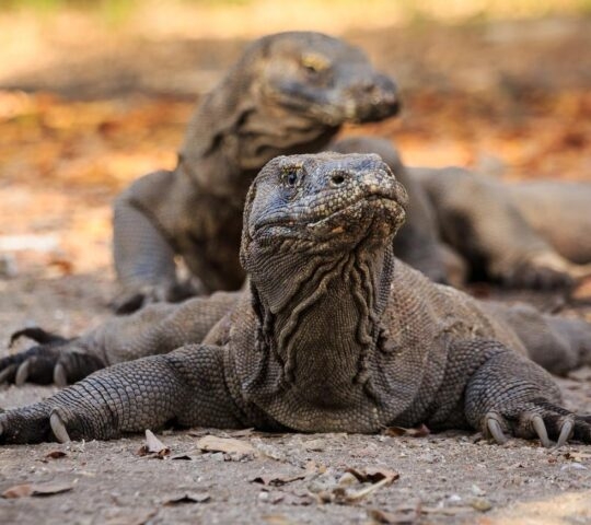 Komodo dragons on Komodo island in Indonesia