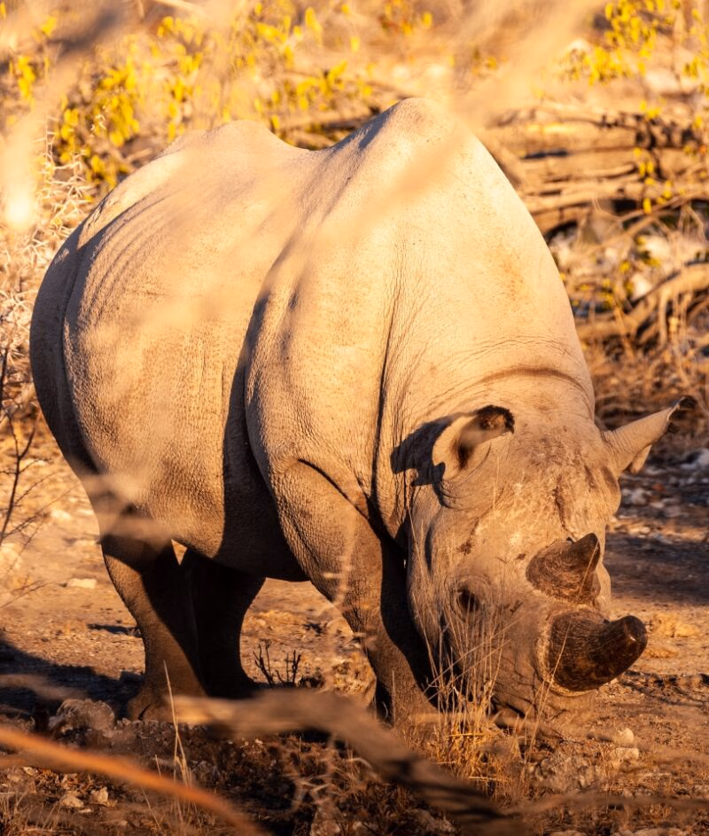 A black Rhinoceros - Diceros bicornis- eating scrubs on the plains of Etosha national park, Namibia, during sunset