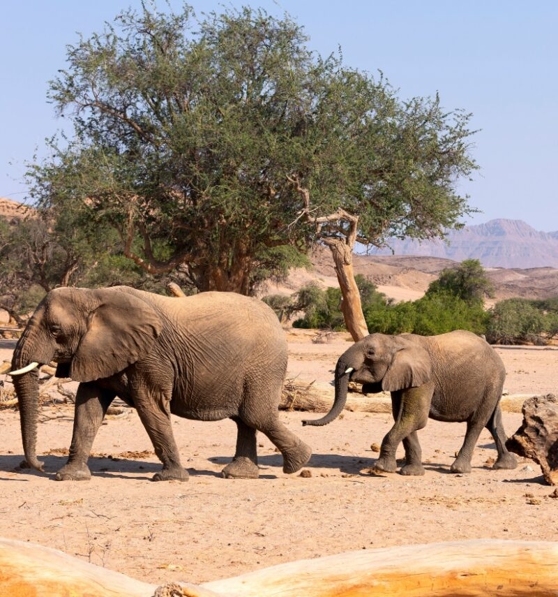 African Elephant (Loxodonta africana), desert-adapted elephant mother with calf, walking in dried riverbed, Hoanib desert, Kaokoland, Namibia.