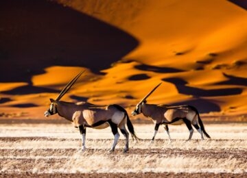 Sossusvlei thumbnail