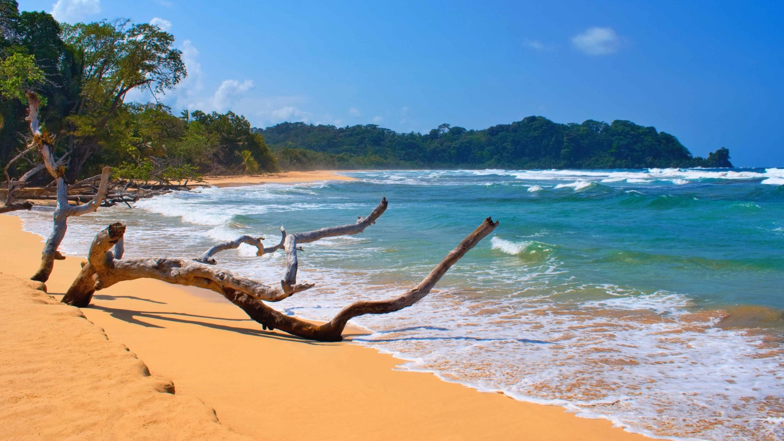 Driftwood on golden sand with gently breaking waves