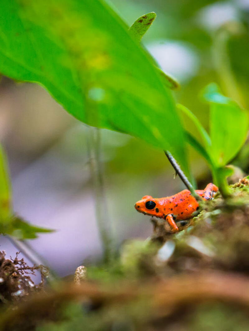 A red strawberry poison-dart frog at the Red Frog Beach