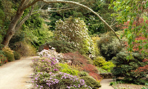 Close-up of a red squirrel perched on a mossy stone wall in the forest.