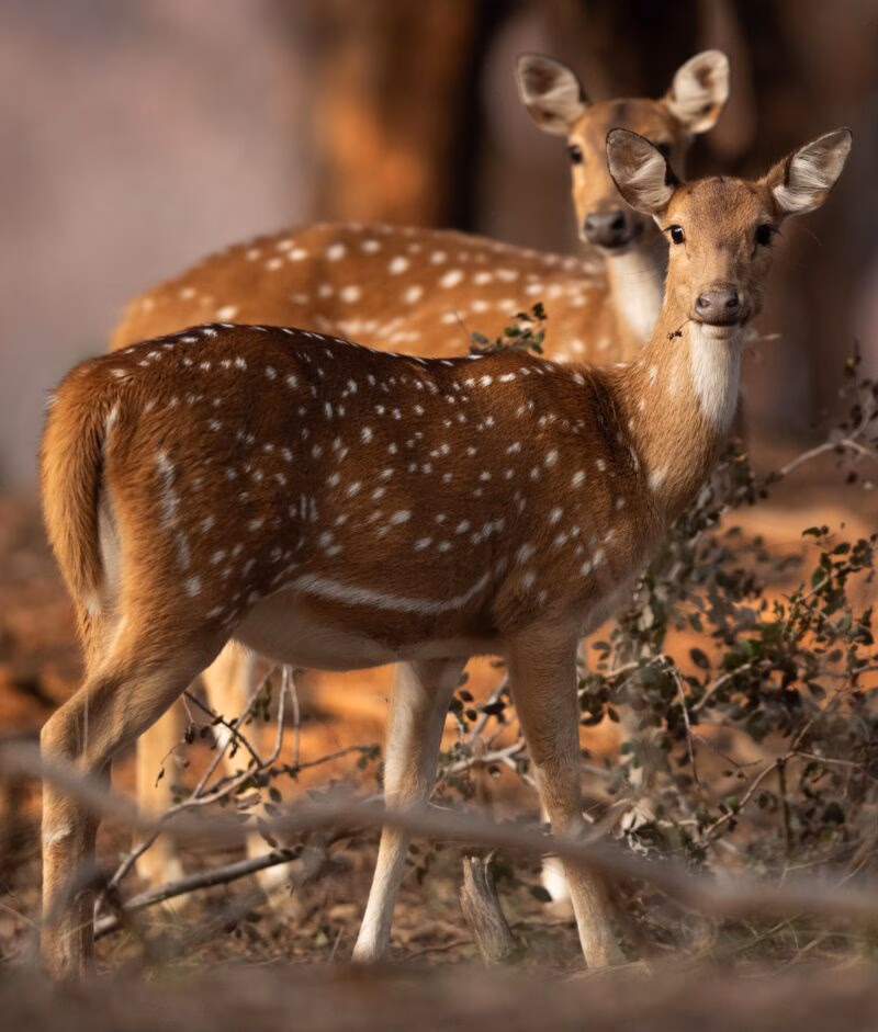 A pair of Cheetal at Ranthambore Tiger reserve, India