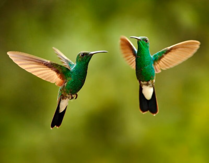A pair of emerald-green hummingbirds hovering against a blurred green background