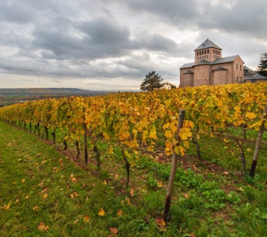 Catholic parish church Johannisberg with autumnal coloured vinyards in the Rheingau region near Geisenheim, Germany