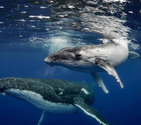 Humpback whales swimming in the ocean