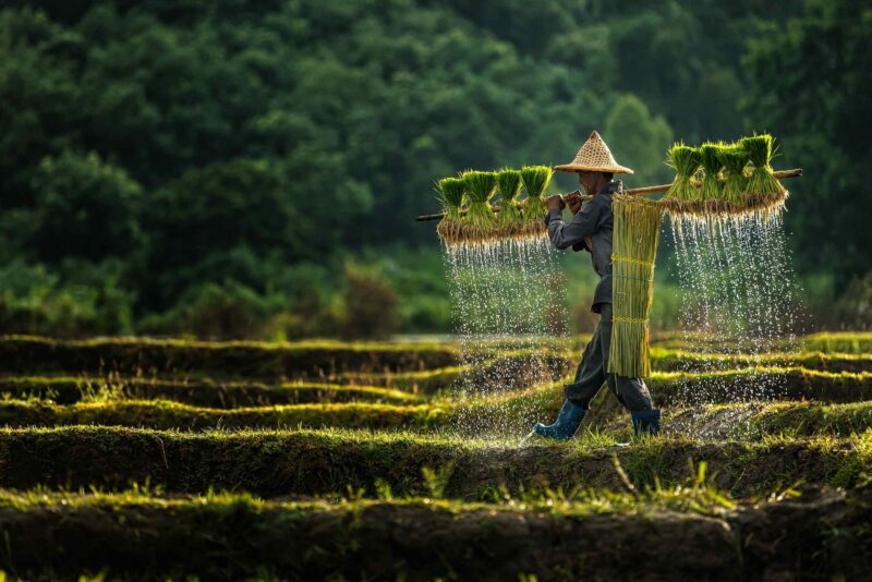 Farmers grow rice in the rainy season. They were soaked with water and mud to be prepared for planting.