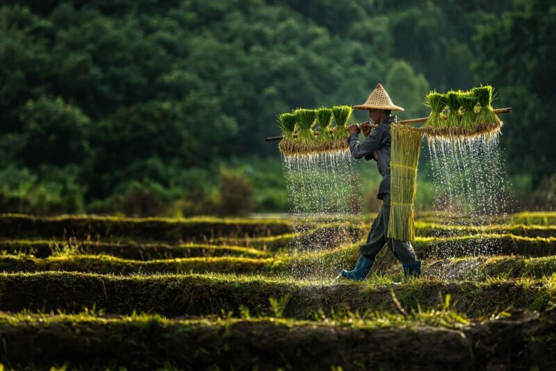 Farmers grow rice in the rainy season. They were soaked with water and mud to be prepared for planting.