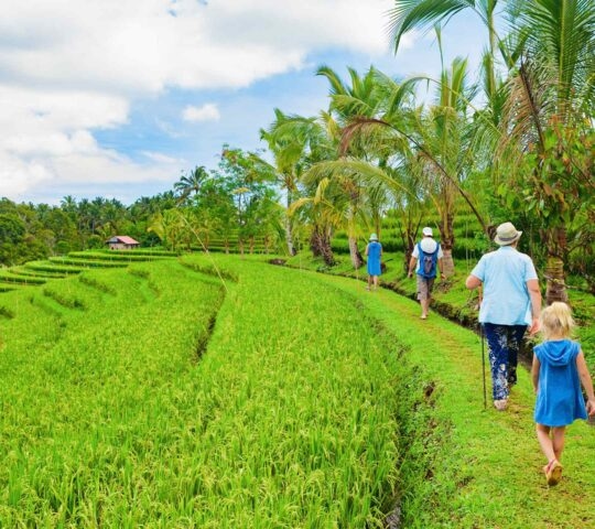 Group of tourists walking by path with rice fields view