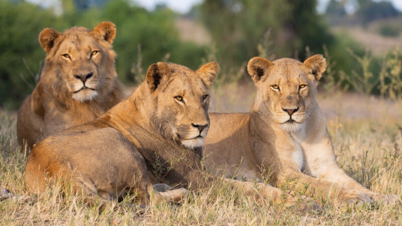 portrait of a african lion sitting in the gras in chobe national park