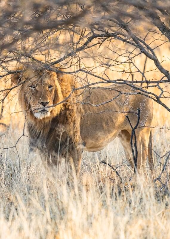 Lion Kruger National Park