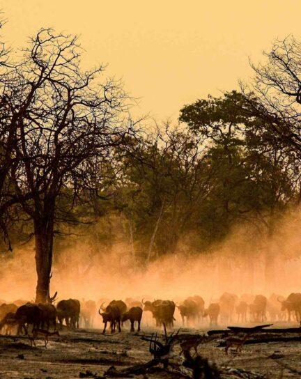 The Best Time to Visit Zambia