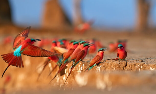 Colorful Southern Carmine bee-eater, Merops nubicoides, colony of red and blue winged african birds on the bank of Zambezi river.