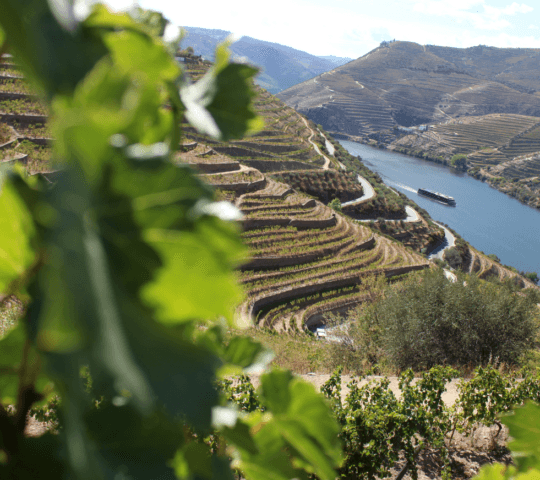 The steep-sided vineyards of the Douro Valley