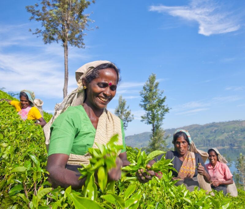 Women tea pickers in Sri lanka.