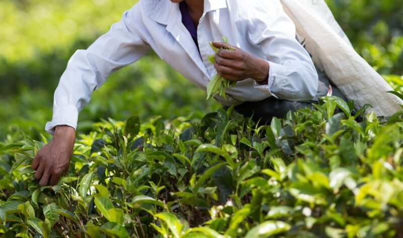 Close up of female hands picking fresh tea leaves on big plantation in Sri Lanka. Hard labor work in Asia